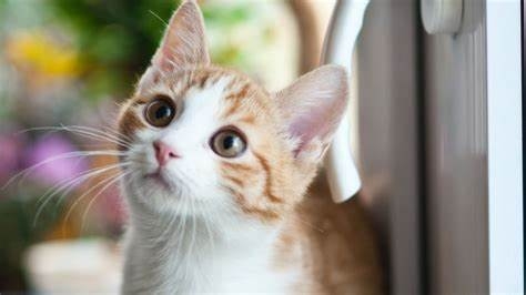 Porque as crianças devem crescer com os animais