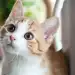 Porque as crianças devem crescer com os animais