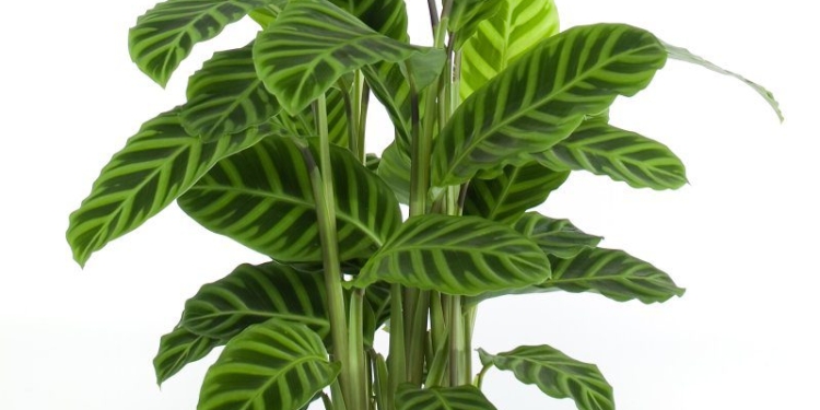 Regue as plantas com esta bebida popular .