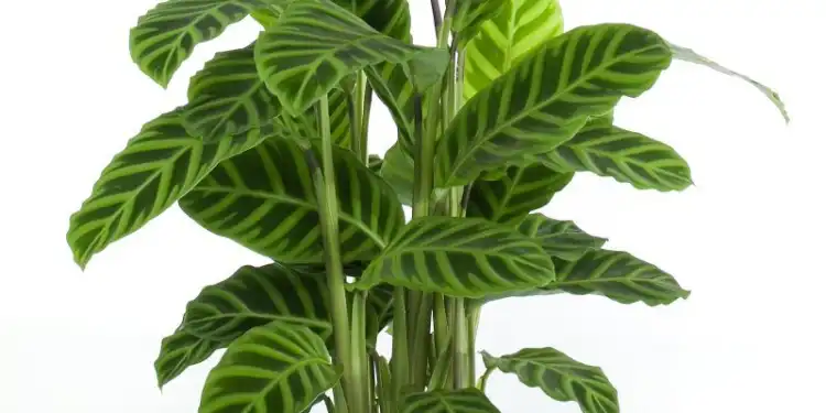 Regue as plantas com esta bebida popular .