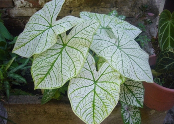 Regue as plantas com esta bebida popular .