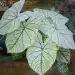 Regue as plantas com esta bebida popular .