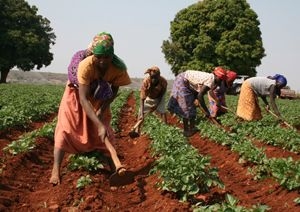 Agricultura na Humpata