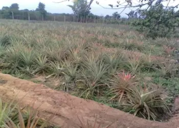 Fazendas no Kikuxi em Luanda