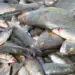 Falta de Peixe em Cabinda