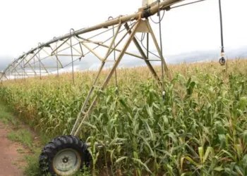 Produção Nacional/Icolo e Bengo
