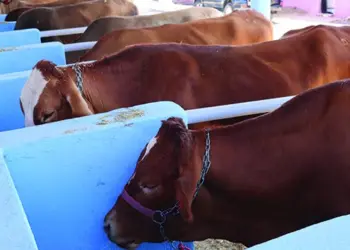 Fomento Agropecuário/Huíla