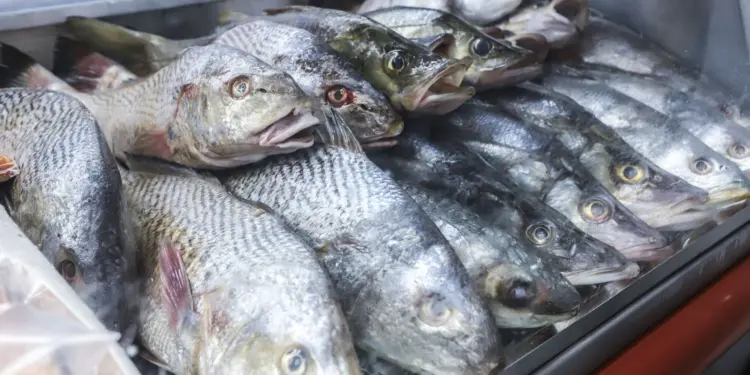 Preços do Pescado na Huíla