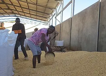 Produção de Milho e Feijão