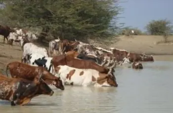 Roubo de Gado na Huíla