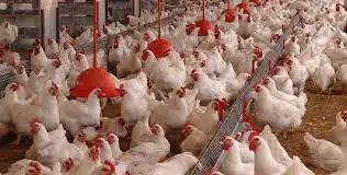 Avicultura em Angola