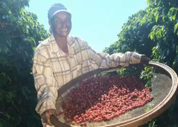 Produção de Café