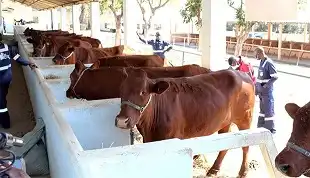 Camucuio no Namibe