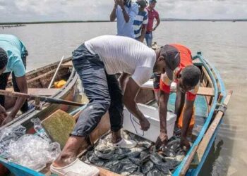 Pescado Escasseia em Luanda