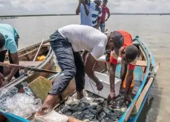 Pescado Escasseia em Luanda