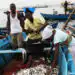 Escassez de Pescado