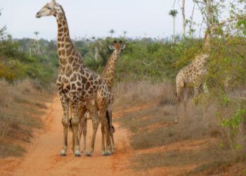 Parque nacional da Quissama