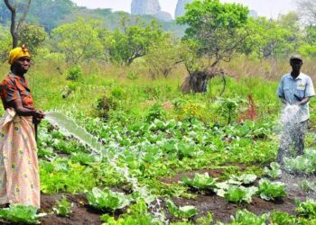 Agricultura familiar/Luanda