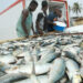 Pesca em Angola