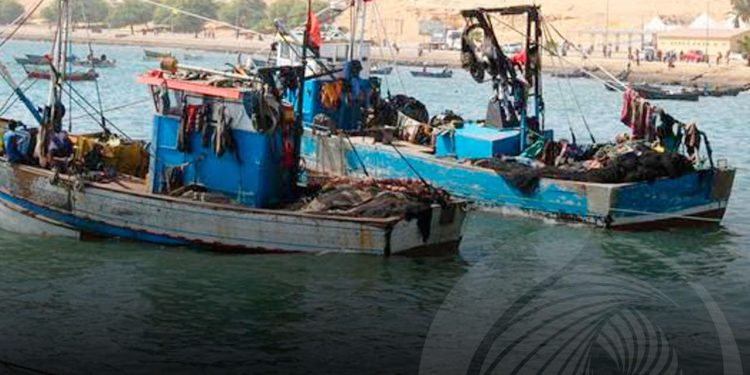 Ministério das Pescas afirma que os mares estão a ficar sem peixes