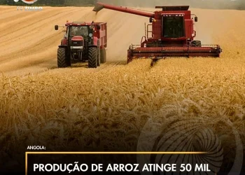 Produção de arroz atinge 50 mil toneladas em dois anos.