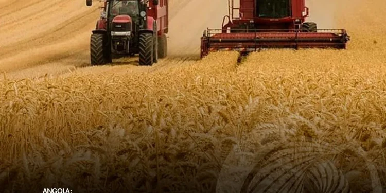 Produção de arroz atinge 50 mil toneladas em dois anos.