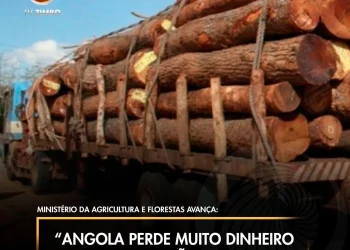 “Angola perde muito dinheiro na exportação de madeira”
