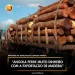 “Angola perde muito dinheiro na exportação de madeira”