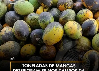 Toneladas de mangas deterioram-se nos campos da Catabola