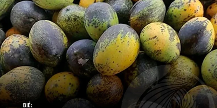 Toneladas de mangas deterioram-se nos campos da Catabola