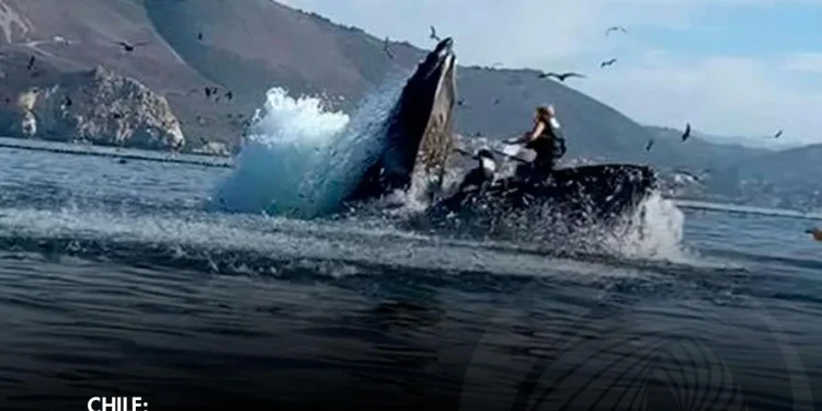 Baleia engole e solta jovem que praticava caiaque