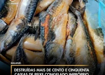 Destruídas mais de cento e cinquenta caixas de peixe congelado impróprio para o consumo