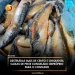 Destruídas mais de cento e cinquenta caixas de peixe congelado impróprio para o consumo