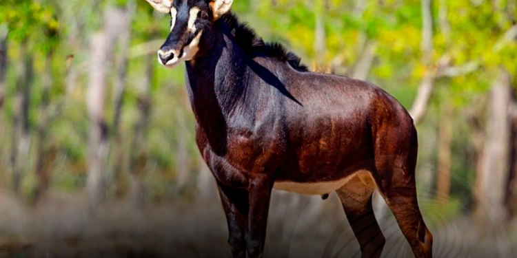 Palanca Negra Gigante em perigo crítico devido à caça furtiva
