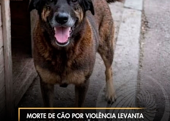 Morte de cão por violência levanta debate sobre redução da maioridade penal no Brasil