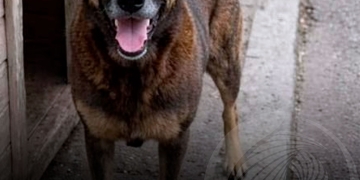 Morte de cão por violência levanta debate sobre redução da maioridade penal no Brasil