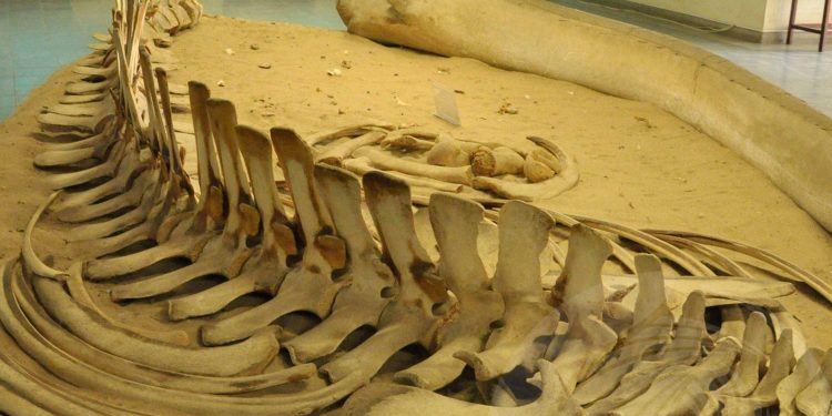 Angola reforça acções para recuperar peças museológicas retiradas do país