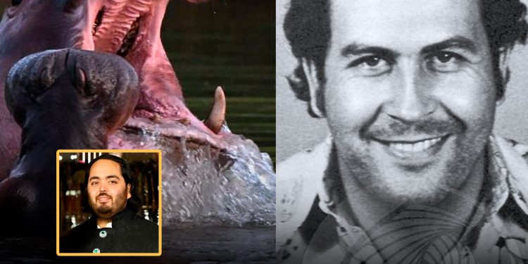 Filho de bilionário indiano quer resgatar hipopótamos de Pablo Escobar na Colômbia