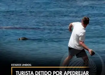 Turista detido por apedrejar uma foca em via de extinção
