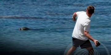 Turista detido por apedrejar uma foca em via de extinção